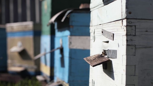 养蜂场，蜜蜂在蜂巢周围飞来飞去，把花蜜变成蜂蜜，在一个阳光明媚的春天用蜂巢覆盖，这是有机的生意