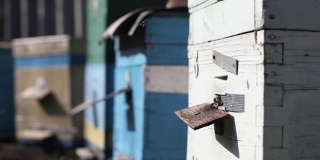 养蜂场，蜜蜂在蜂巢周围飞来飞去，把花蜜变成蜂蜜，在一个阳光明媚的春天用蜂巢覆盖，这是有机的生意
