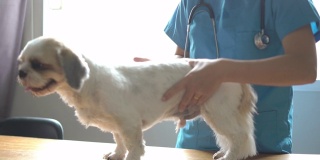 兽医正在检查一只西施犬