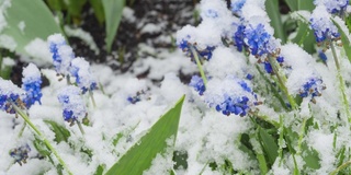 雪下的蓝色麝香花