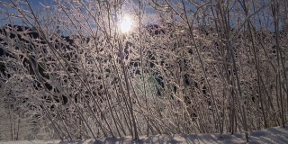 在清晨的阳光下，娇嫩的冰冻灌木树枝。山上的冬天。影子落在白雪上。UHD 4 k