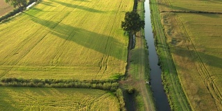 稻田的无人机视图