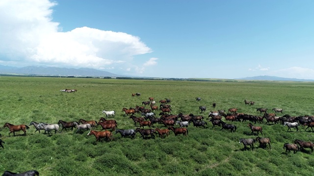 无人机拍摄的中国新疆大草原上奔跑的马