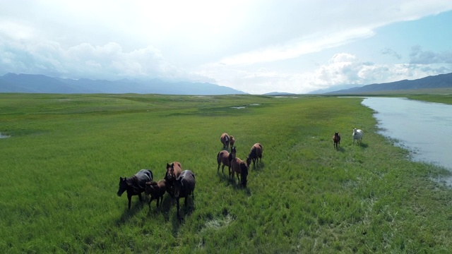中国新疆，马在河边的草原上吃草