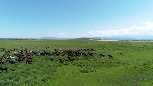 马在中国新疆大草原上奔跑的航拍视频