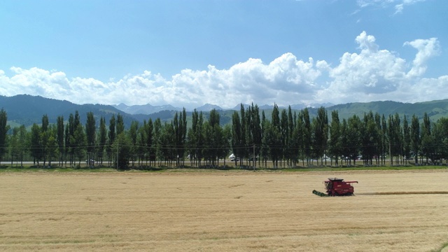 图为中国新疆，一个阳光明媚的日子里，一台收割机在田里收割