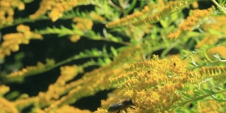 黄花加拿大黄花和花粉蜂