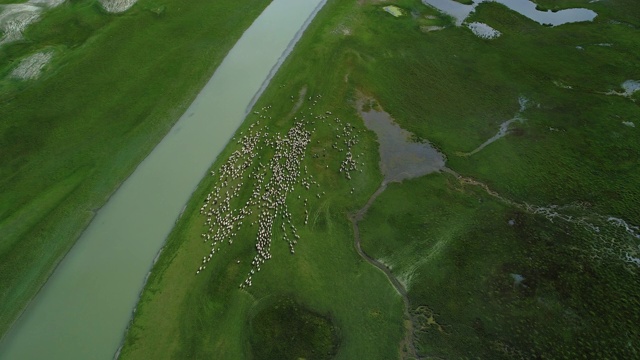俯瞰一群羊在河岸的草原上奔跑