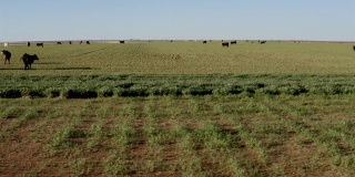 德克萨斯州西部景观:田园牧场
