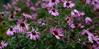许多枯萎的紫色紫菀或新英格兰紫菀，属菊科植物，轻风摇曳。
