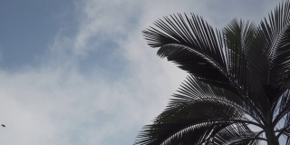 棕榈树上的云朵和蓝天