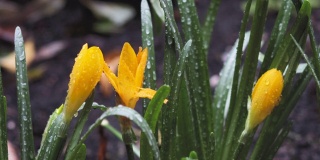 黄色花园的雪番红花或金色的番红花(番红花菊花)在雨中近距离选择性聚焦