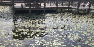 池塘里的鸭子。美丽的睡莲叶子漂浮在池塘上