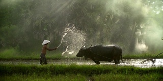 亚洲稻农用水牛的传统方式犁地，为雨季做准备