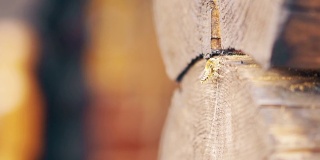 宏，慢镜头:蜜蜂来了，轮流带来建筑材料，在原木之间，在避暑的房子里筑巢。