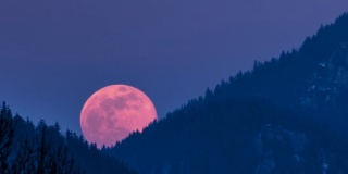 满月时，蓝色夜空中红色超级月亮从森林上空升起