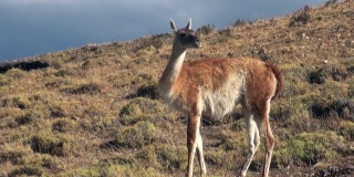 巴塔哥尼亚安第斯山脉的一种珍稀哺乳动物。