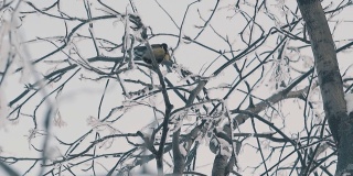 山雀在覆盖着霜冻的树枝上慢镜头