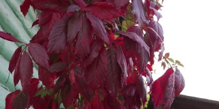 下垂的观赏植物的红色叶子。
