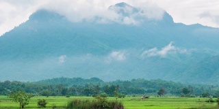 绿色稻田与美丽的山景观与雾，时间流逝视频