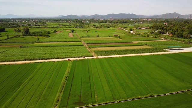 空中的农业用地与绿色的稻田和甘蔗种植园