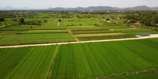 空中的农业用地与绿色的稻田和甘蔗种植园