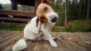 狗杰克罗素梗躺在木头地上抓耳朵视频素材模板下载