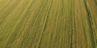 意大利北部令人惊叹的稻田