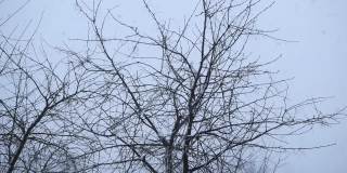 大雪中的树枝在冬天落下
