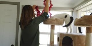 成年女性千禧和顽皮的宠物猫在圣诞假期季节