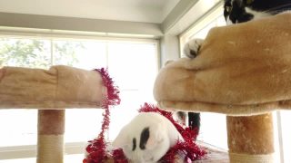 成年女性千禧和顽皮的宠物猫在圣诞假期季节视频素材模板下载