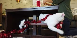 成年女性千禧和顽皮的宠物猫在圣诞假期季节