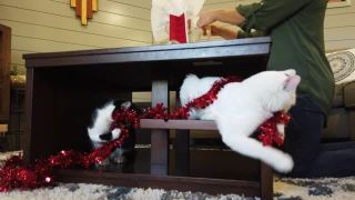 成年女性千禧和顽皮的宠物猫在圣诞假期季节视频素材模板下载