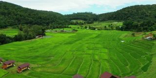 泰国北部清迈的稻田