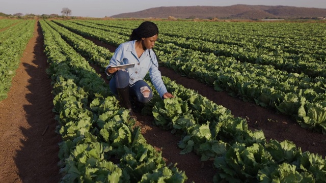 年轻的非洲黑人女农民使用数字平板电脑监测大面积蔬菜农场的莴苣田