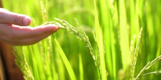 农民的手触摸着一片绿色的稻田，农业