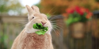 在温暖的秋叶环境中，鲁弗斯兔以轻微的角度吃欧芹