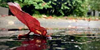 秋天的红叶前的水坑在雨天与水珠定期溅
