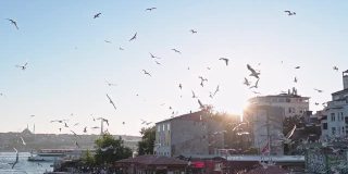 一群鸟围着港口旋转。土耳其旅游城市。日落在伊斯坦布尔。伊斯坦布尔的旧年。博斯普鲁斯海峡，成群的海鸥在上面盘旋。