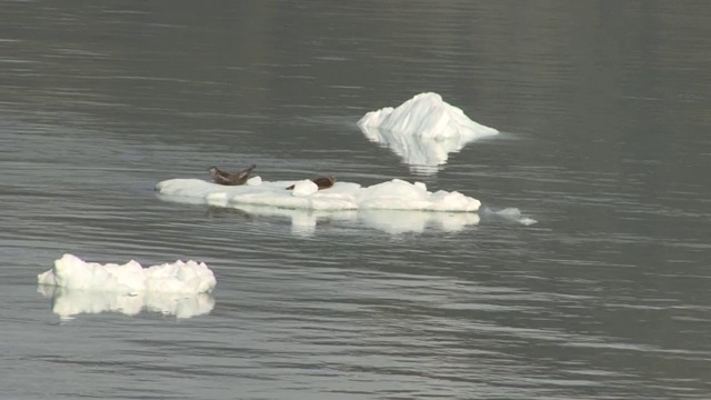 两只海豹在冰川湾水域的冰山上休息。