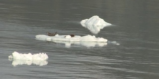 两只海豹在冰川湾水域的冰山上休息。