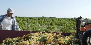 英俊的农夫在葡萄树上，收获葡萄正值葡萄酒丰收的季节