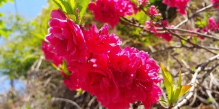 粉红色的花和绿色的叶子在春天的新鲜空气中移动