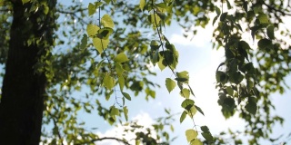 在蓝天和阳光的映衬下，桦树的枝条随风摆动