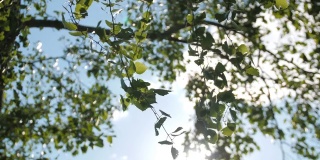 白桦树的枝叶在蓝天下随风摆动