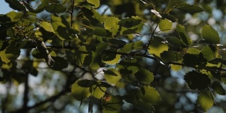 春天的公园里，一棵枝叶翠绿的小树被风吹动