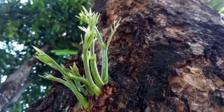 新叶植物从树皮中长出来