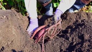 红薯地里的手的特写。农业的主题。视频素材模板下载