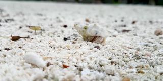 可爱的小壳蟹小心翼翼地从壳里出来，环顾四周，然后向后退去。