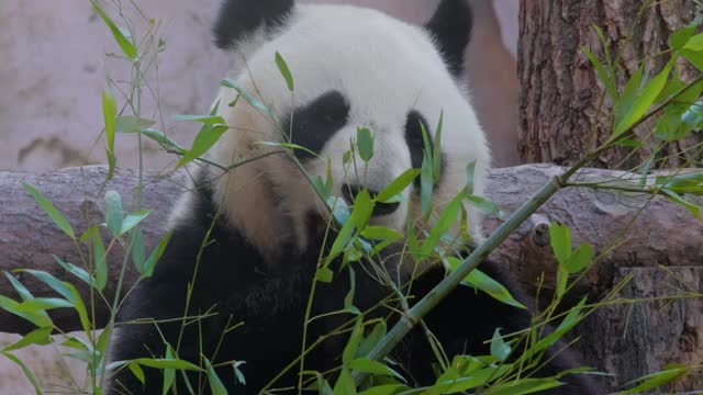 大熊猫(Ailuropoda melanoleuca)也叫熊猫熊或熊猫，是中国中南部的一种熊。